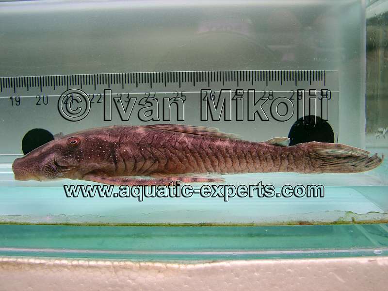 Lasiancistrus tentaculatus
